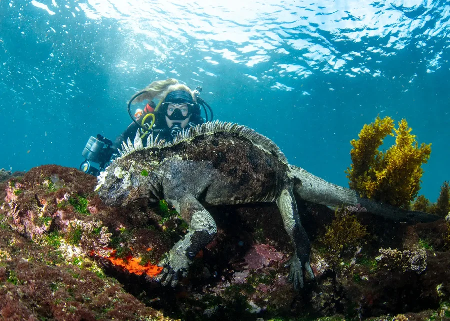 Diver observing an iguana