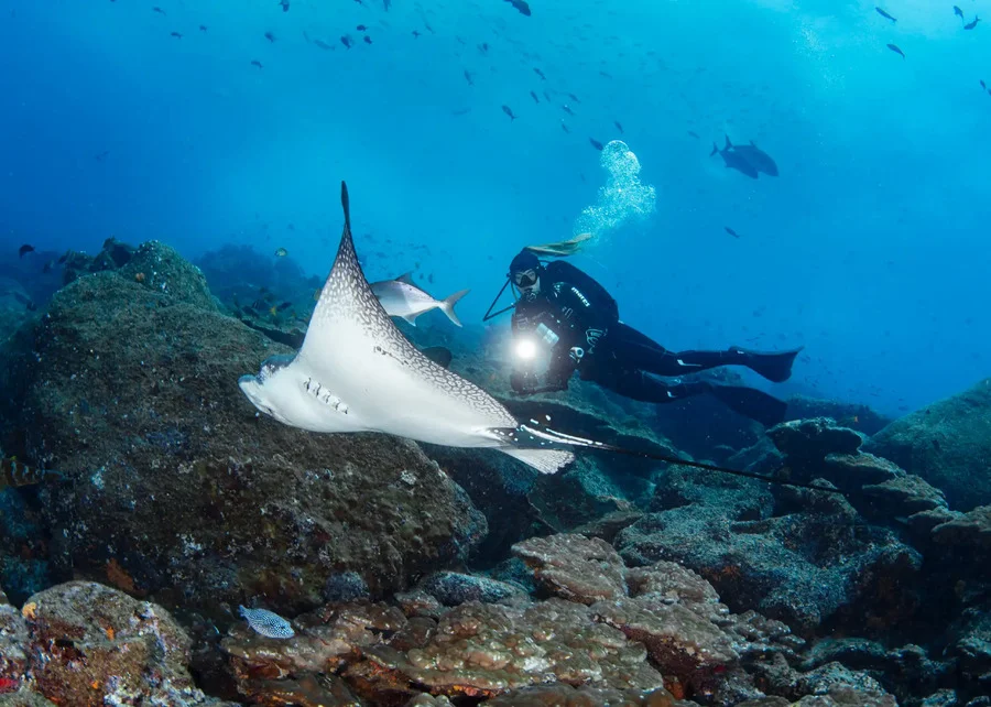 Diver photographing a manta ray