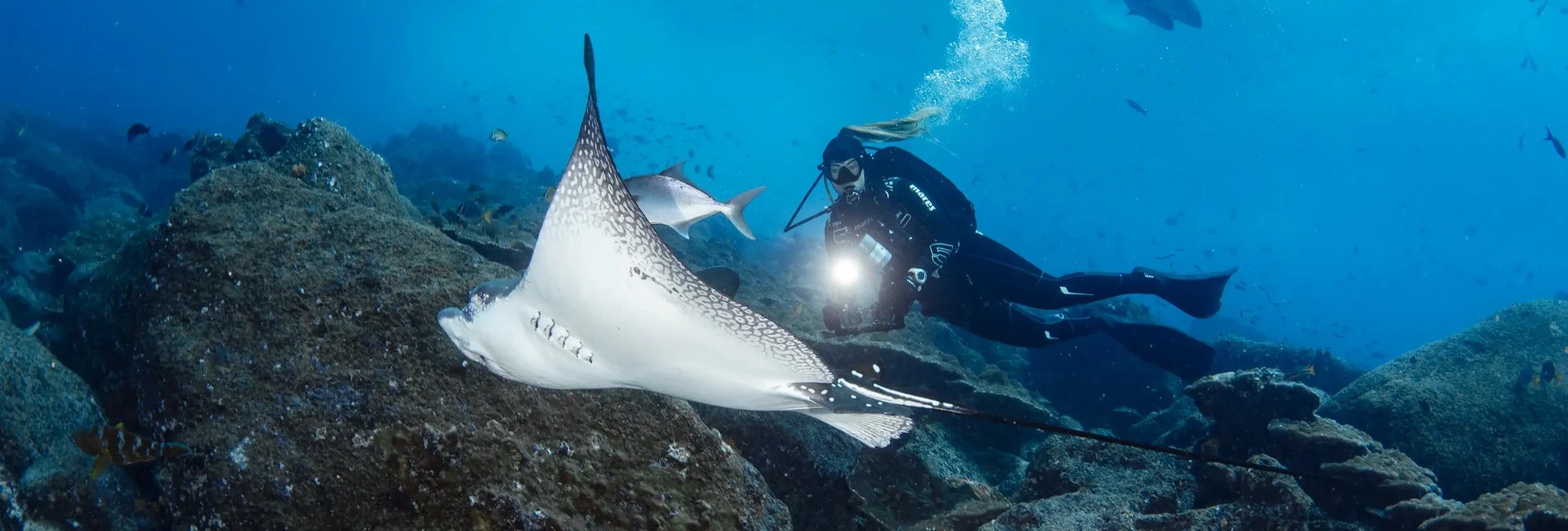 Diver photographing a manta ray