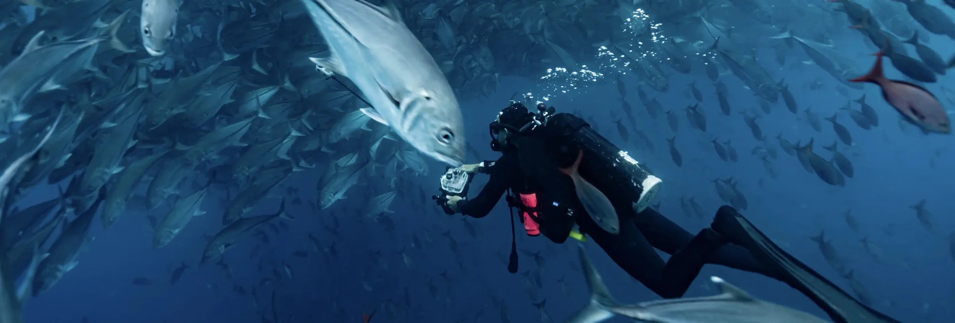 Diver photographing fish