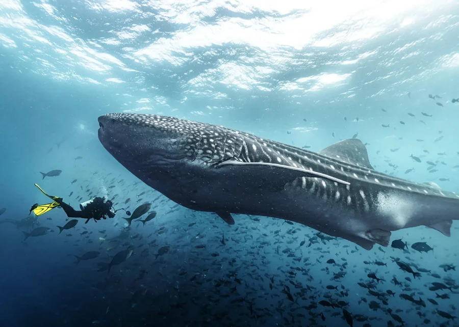 Diver swimming alongside a whale shark