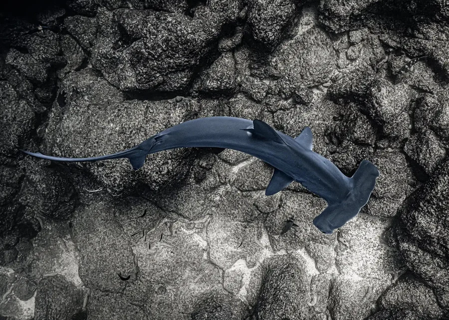 Top view of a hammerhead shark in Galapagos