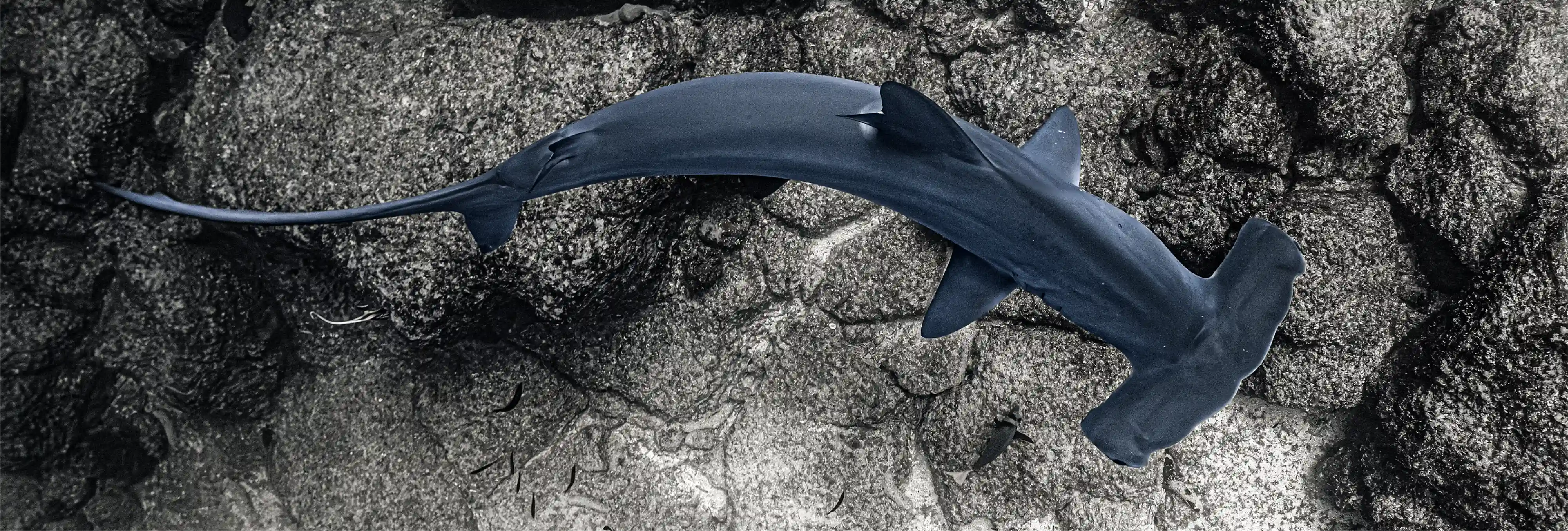 Top view of a hammerhead shark in Galapagos