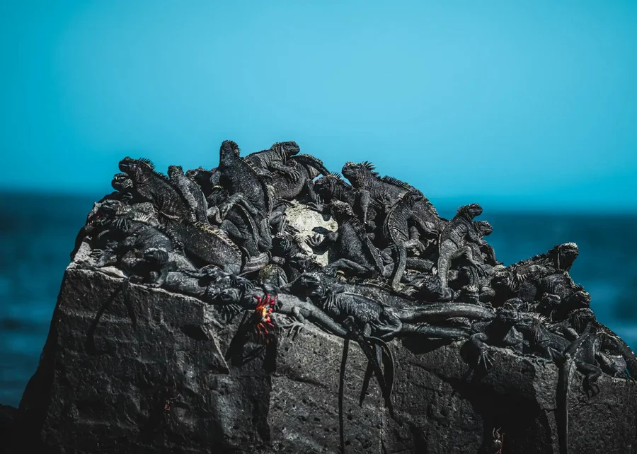 Marine iguanas piled on volcanic rock in Galapagos