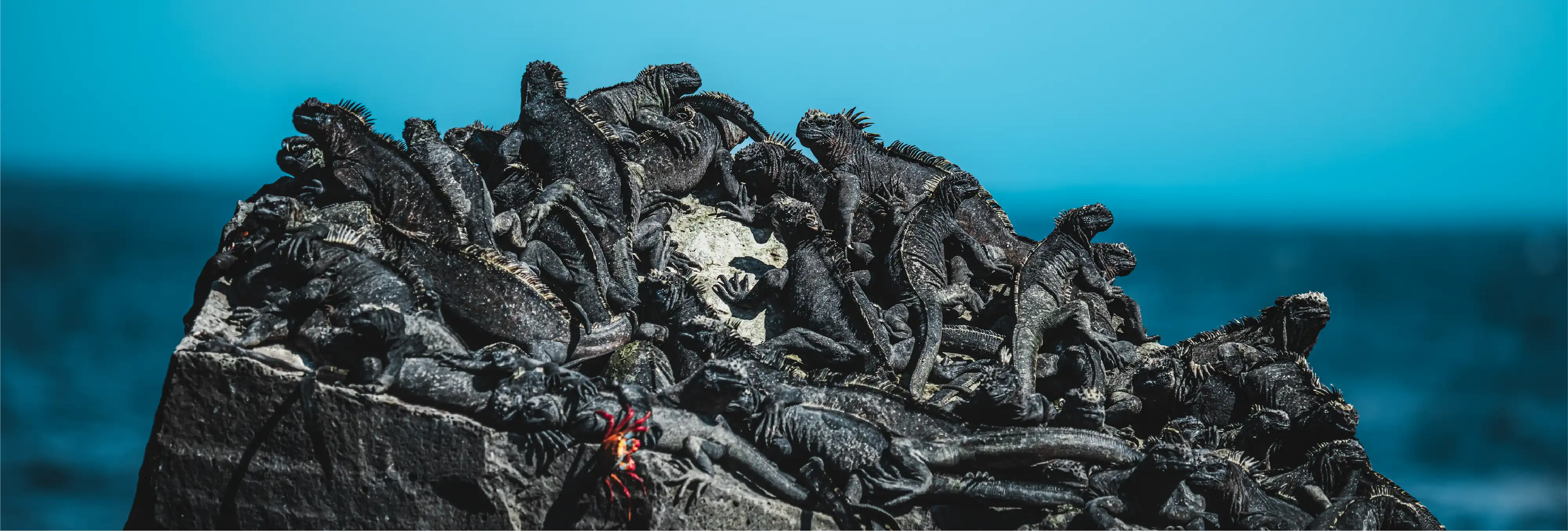 Marine iguanas piled on volcanic rock in Galapagos