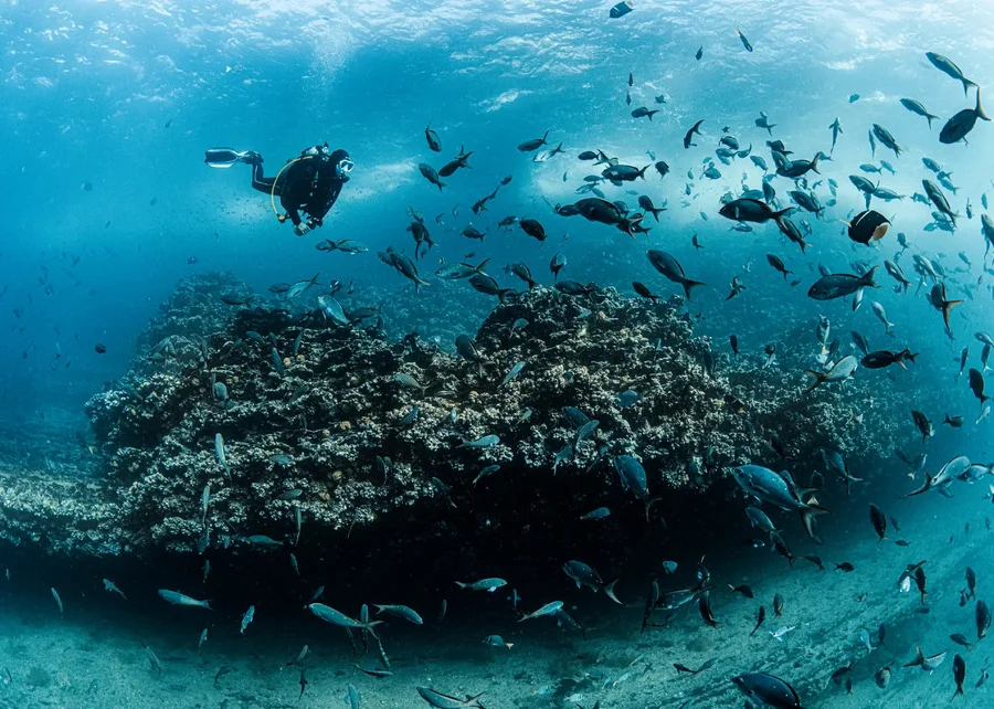 Scuba diver alongside reef fish in Galapagos