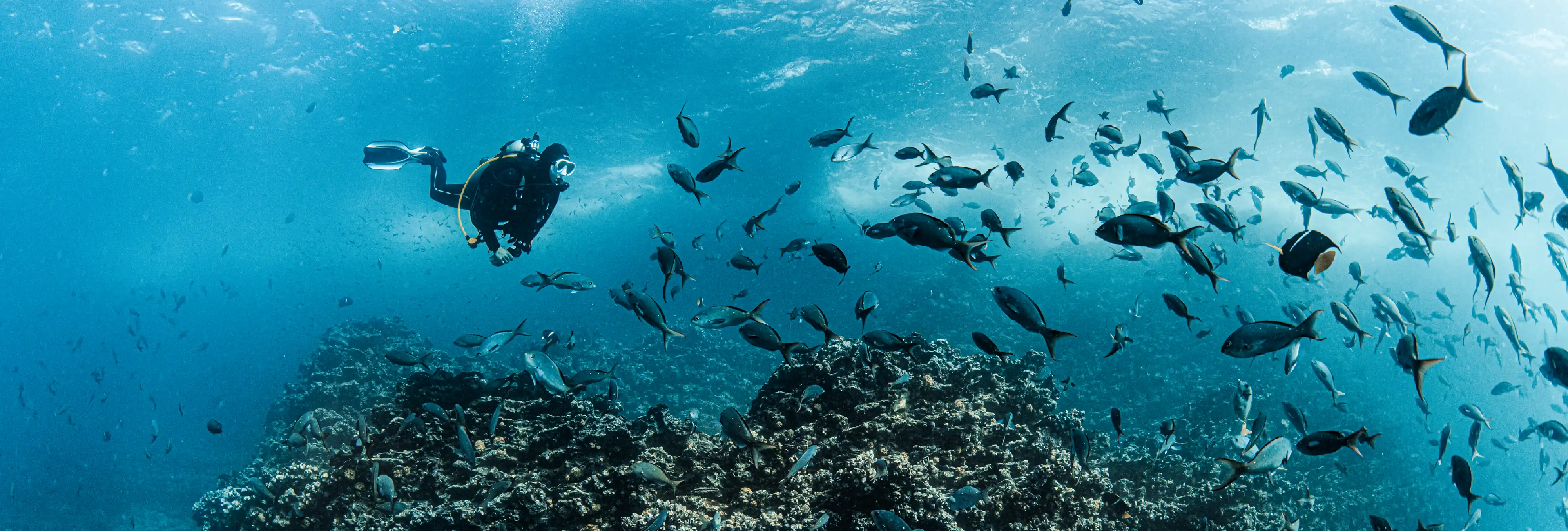 Scuba diver alongside reef fish in Galapagos