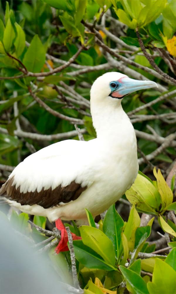 Wildlife Galapagos Ilsnad - Blue footed boobie