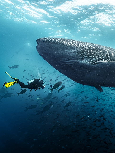 Divers photographing a whale shark - Galaxy Cruises - B2B info